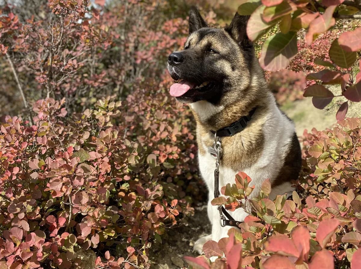 American Akita-Rüde, male Mixed Breed for adoption at Tierheim Jena, Jena