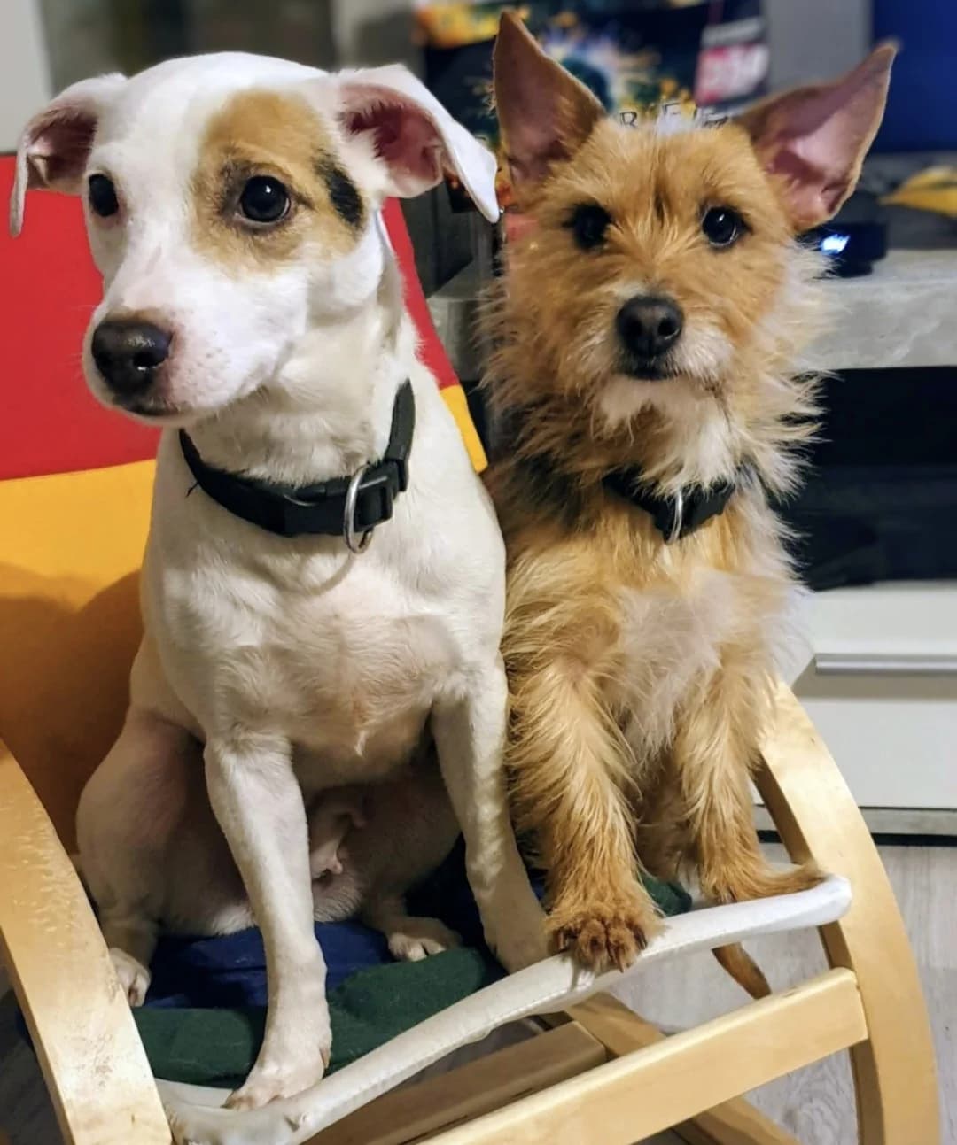 Layla & Liz, female Mixed Breed for adoption at Tierheim Jena, Jena