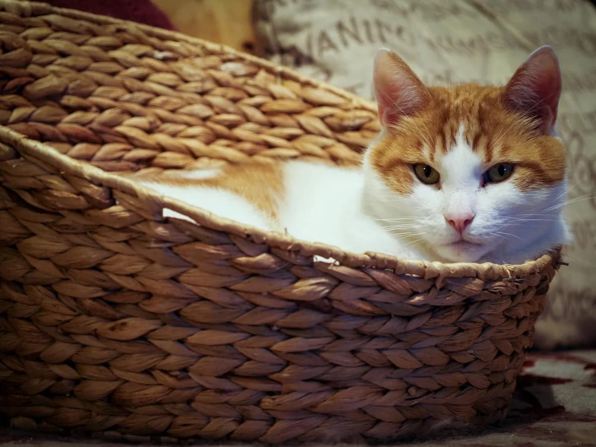 Vermittlungshilfe für die Kater Willy & Floki, male Mixed Breed for adoption at Tierheim Jena, Jena
