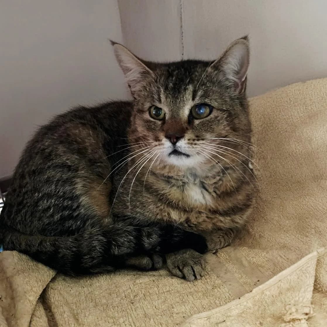 Vermittlungshilfe für einen süßen FIV-Kater *DRINGEND*, male Mixed Breed for adoption at Tierheim Jena, Jena
