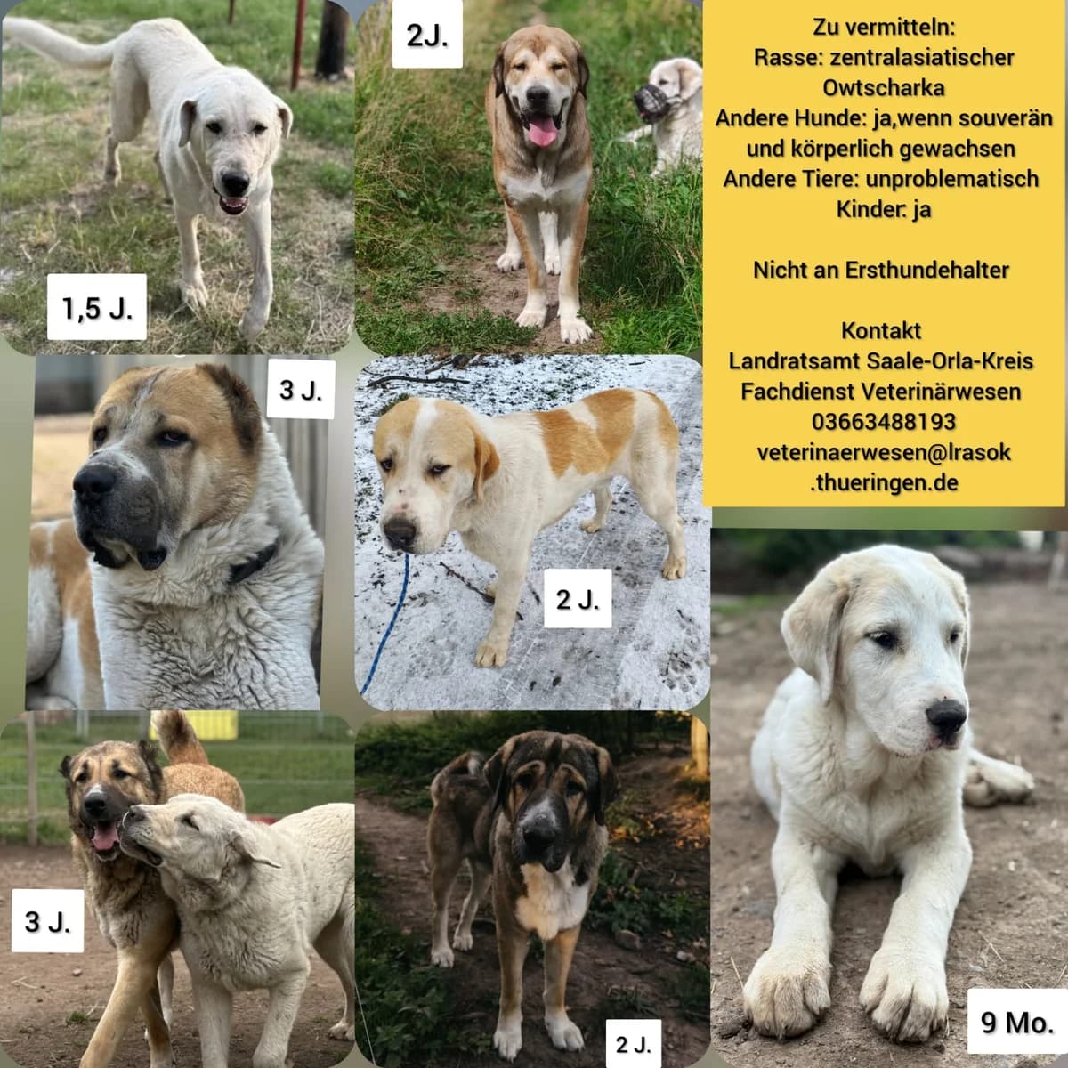 Vermittlungshilfe für Herdenschutzhunde, male Mixed Breed for adoption at Tierheim Jena, Jena