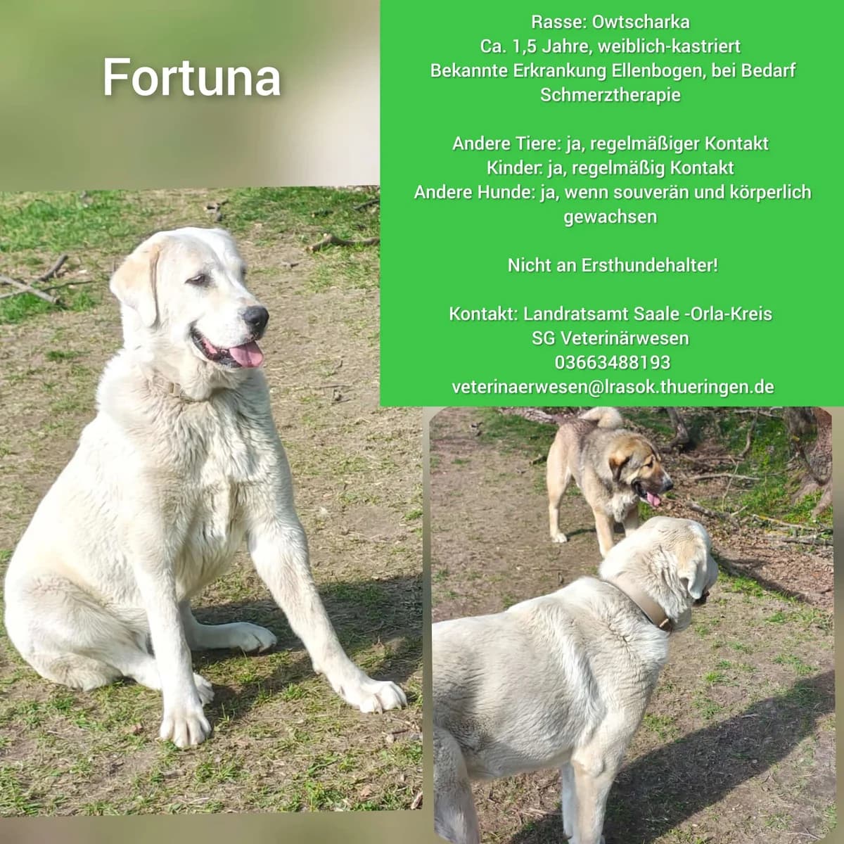 Vermittlungshilfe für Hündin Fortuna, male Mixed Breed for adoption at Tierheim Jena, Jena