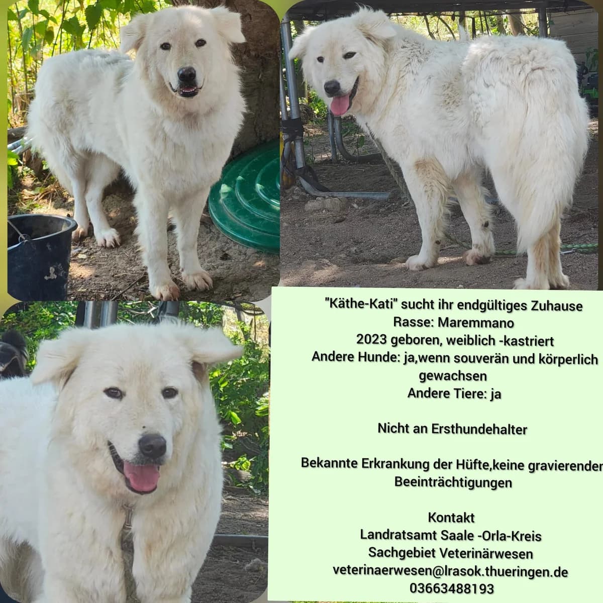 Vermittlungshilfe für Hündin Käthe-Kati, male Mixed Breed for adoption at Tierheim Jena, Jena