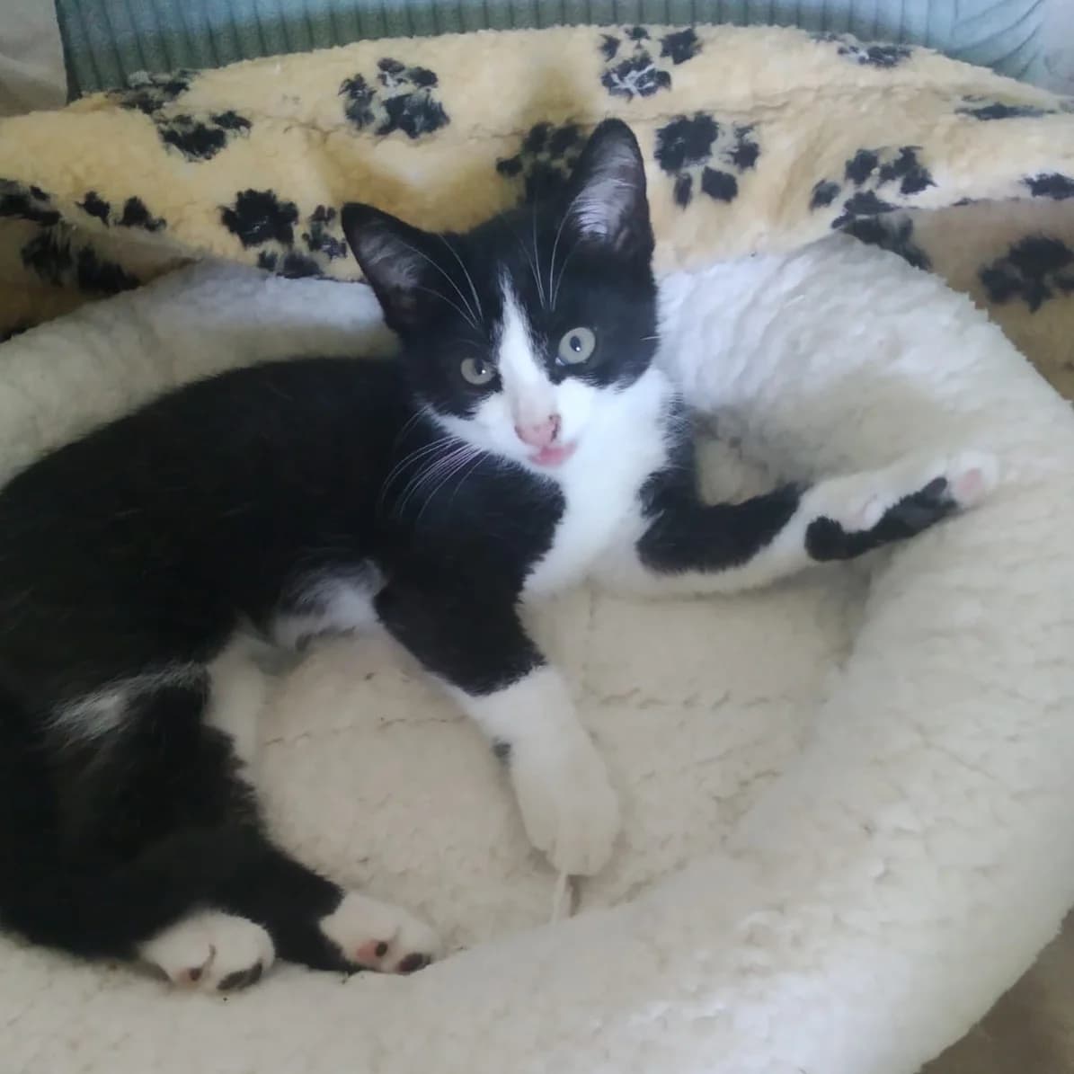 Vermittlungshilfe für Kater Raffy und seine Mutti, male Mixed Breed for adoption at Tierheim Jena, Jena