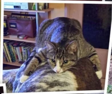 Vermittlungshilfe für Katze “Pia”, male Mixed Breed for adoption at Tierheim Jena, Jena