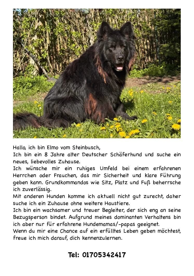 Vermittlungshilfe für Rüde Elmo, male Mixed Breed for adoption at Tierheim Jena, Jena