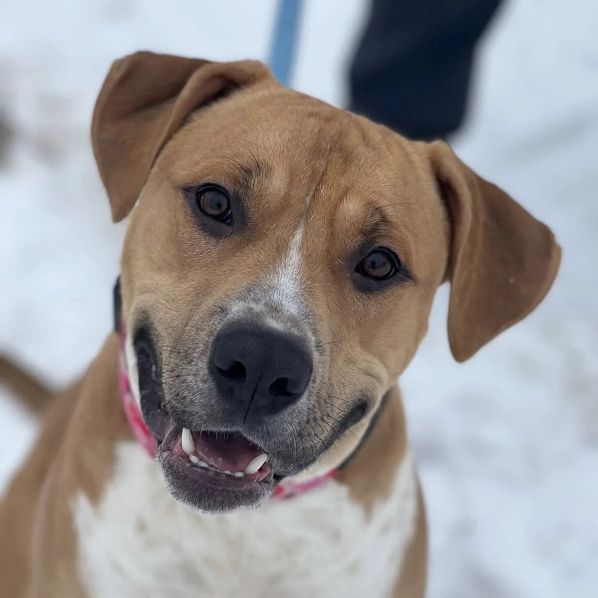 Vermittlungshilfe für Rüde Kypt, male Mixed Breed for adoption at Tierheim Jena, Jena
