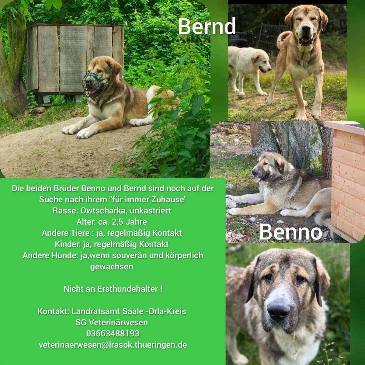Vermittlungshilfe für Rüden Bernd & Benno, male Mixed Breed for adoption at Tierheim Jena, Jena