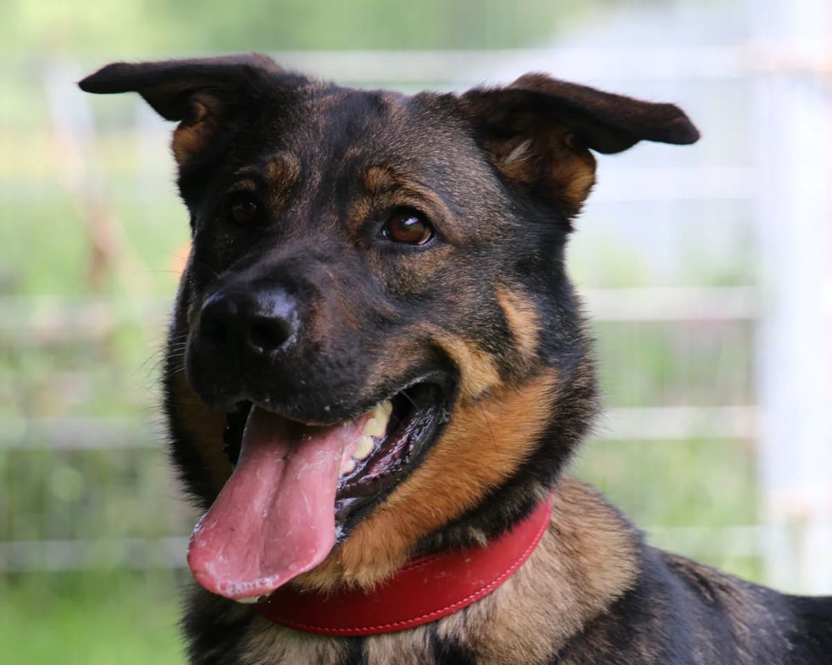 Vermittlungshilfe: Hündin Mia, male Mixed Breed for adoption at Tierheim Jena, Jena