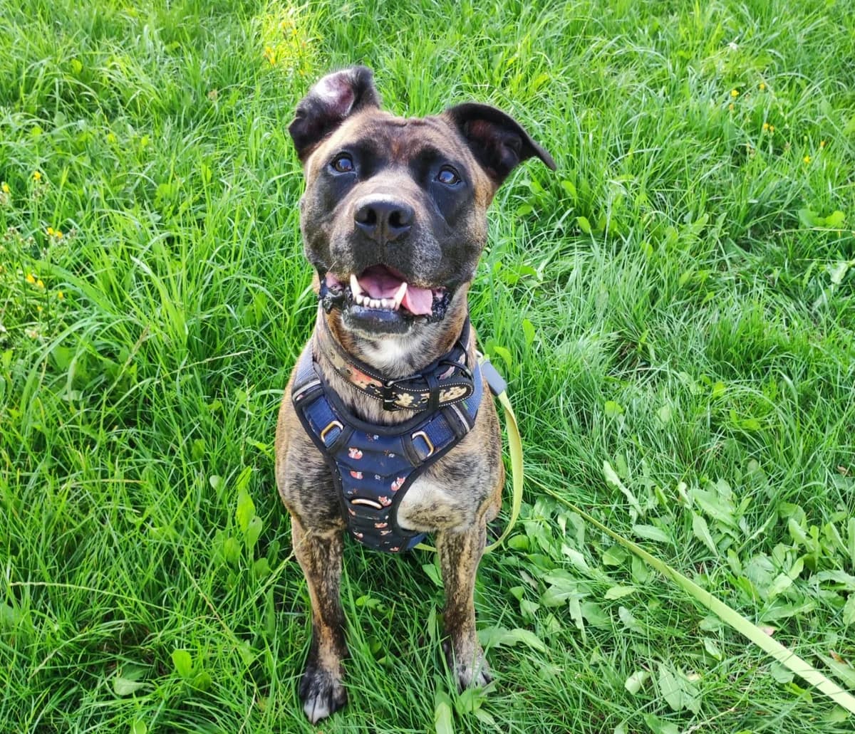 Vermittlungshilfe: Hund Sunny, male Mixed Breed for adoption at Tierheim Jena, Jena