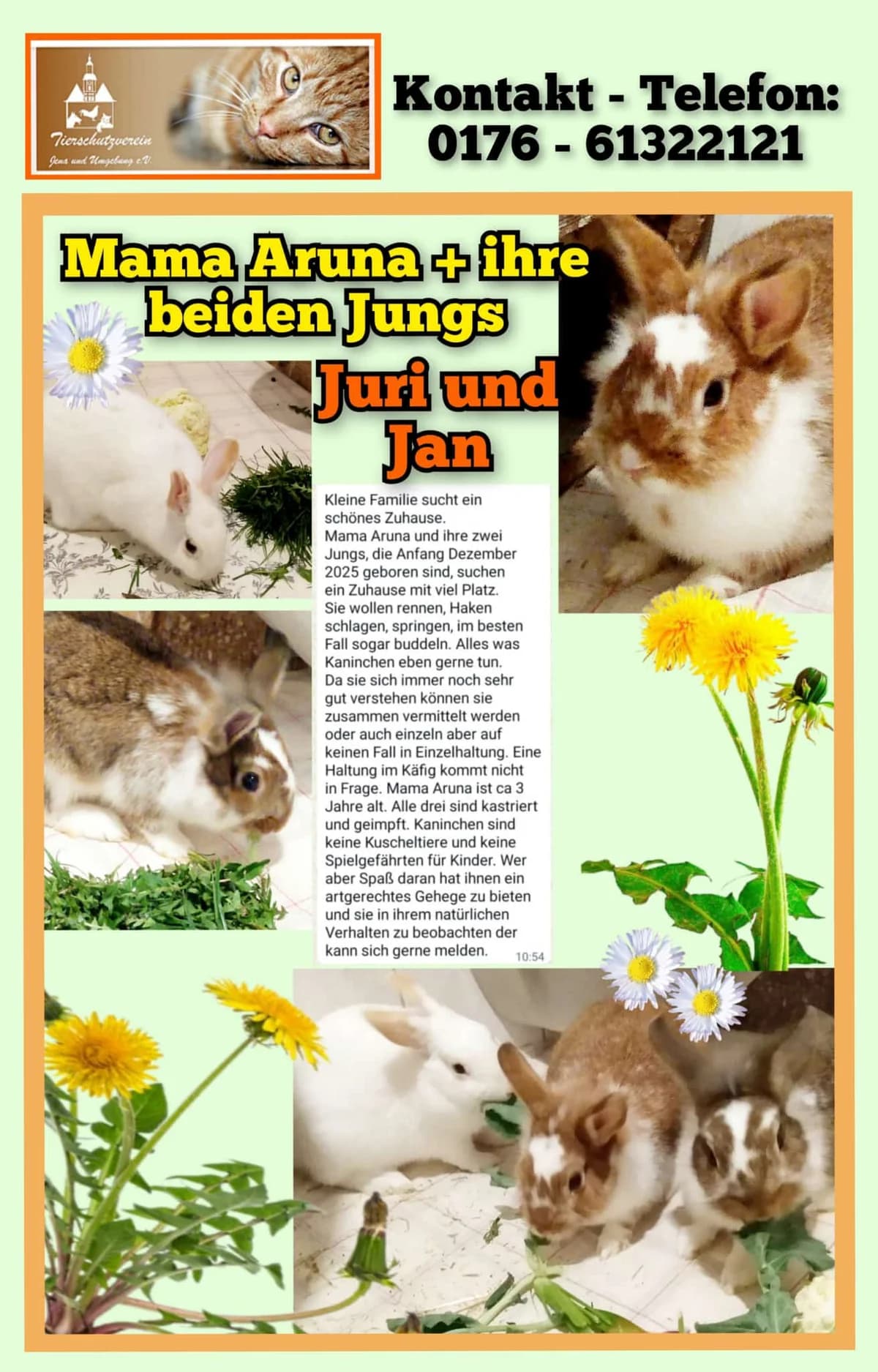 Vermittlungshilfe: Kaninchen Aruna & Juri & Jan, male Mixed Breed for adoption at Tierheim Jena, Jena
