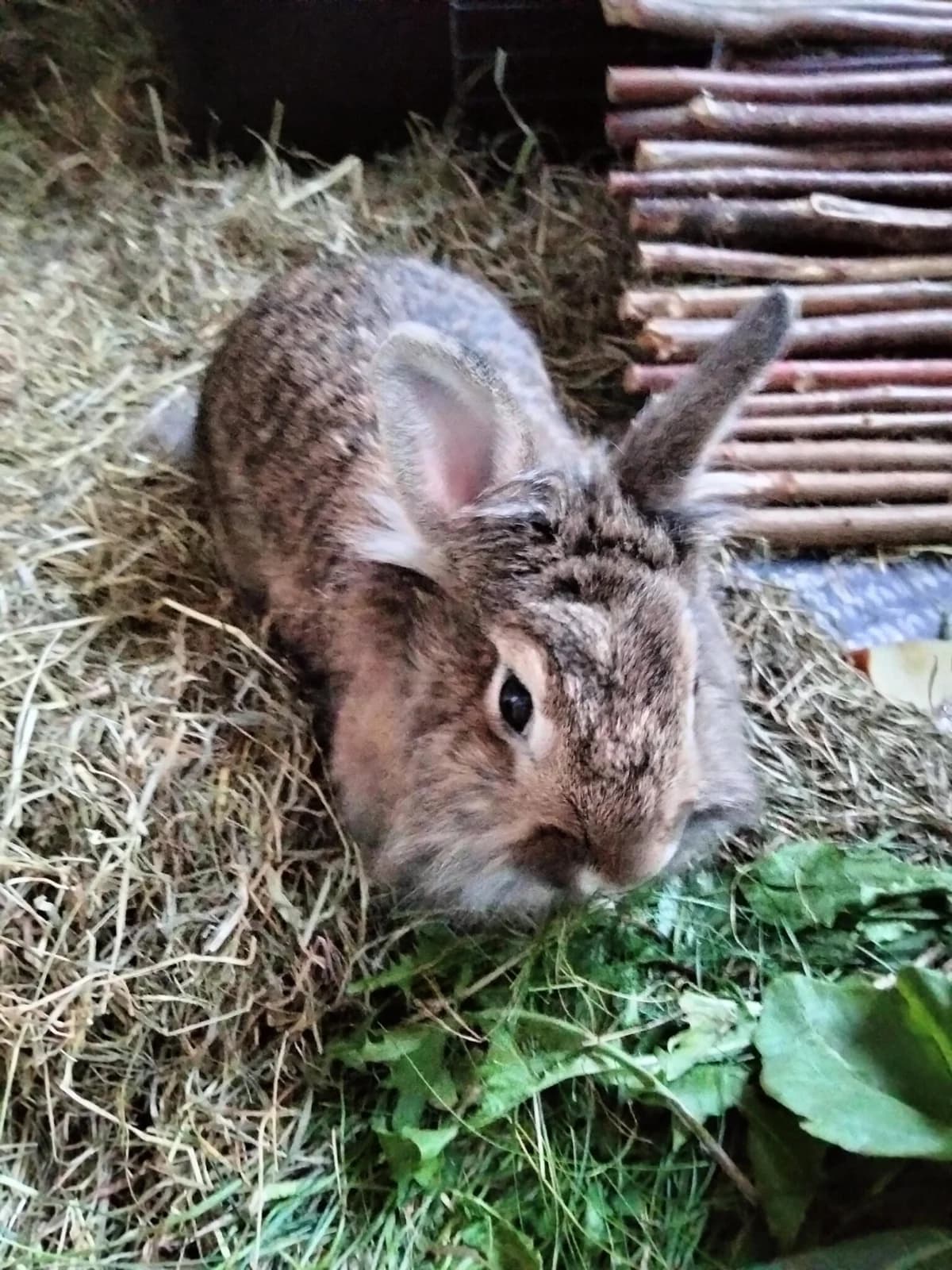 Vermittlungshilfe: Kaninchen Susi & Strolchi & Ana & Elsa, male Mixed Breed for adoption at Tierheim Jena, Jena