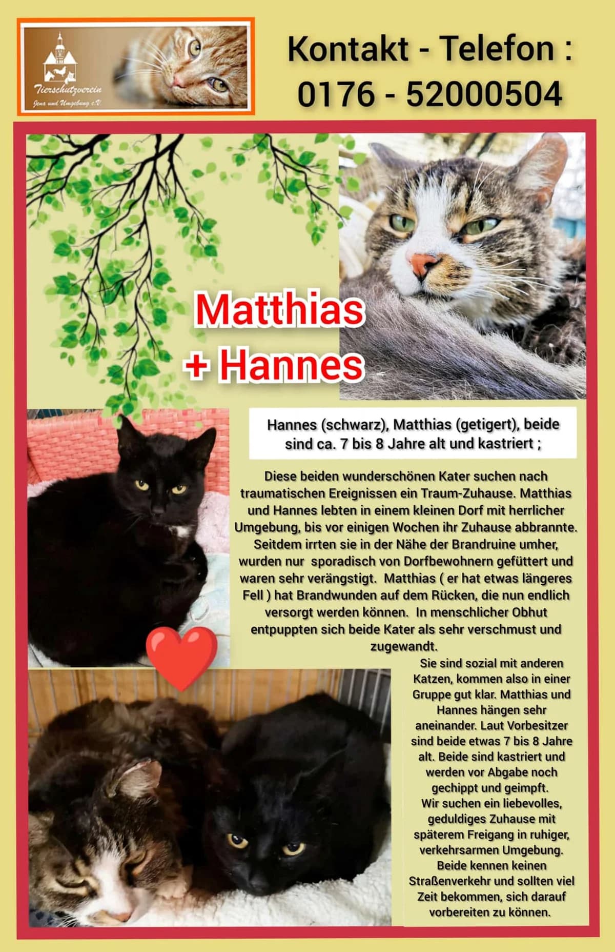 Vermittlungshilfe: Kater Matthias & Hannes, male Mixed Breed for adoption at Tierheim Jena, Jena