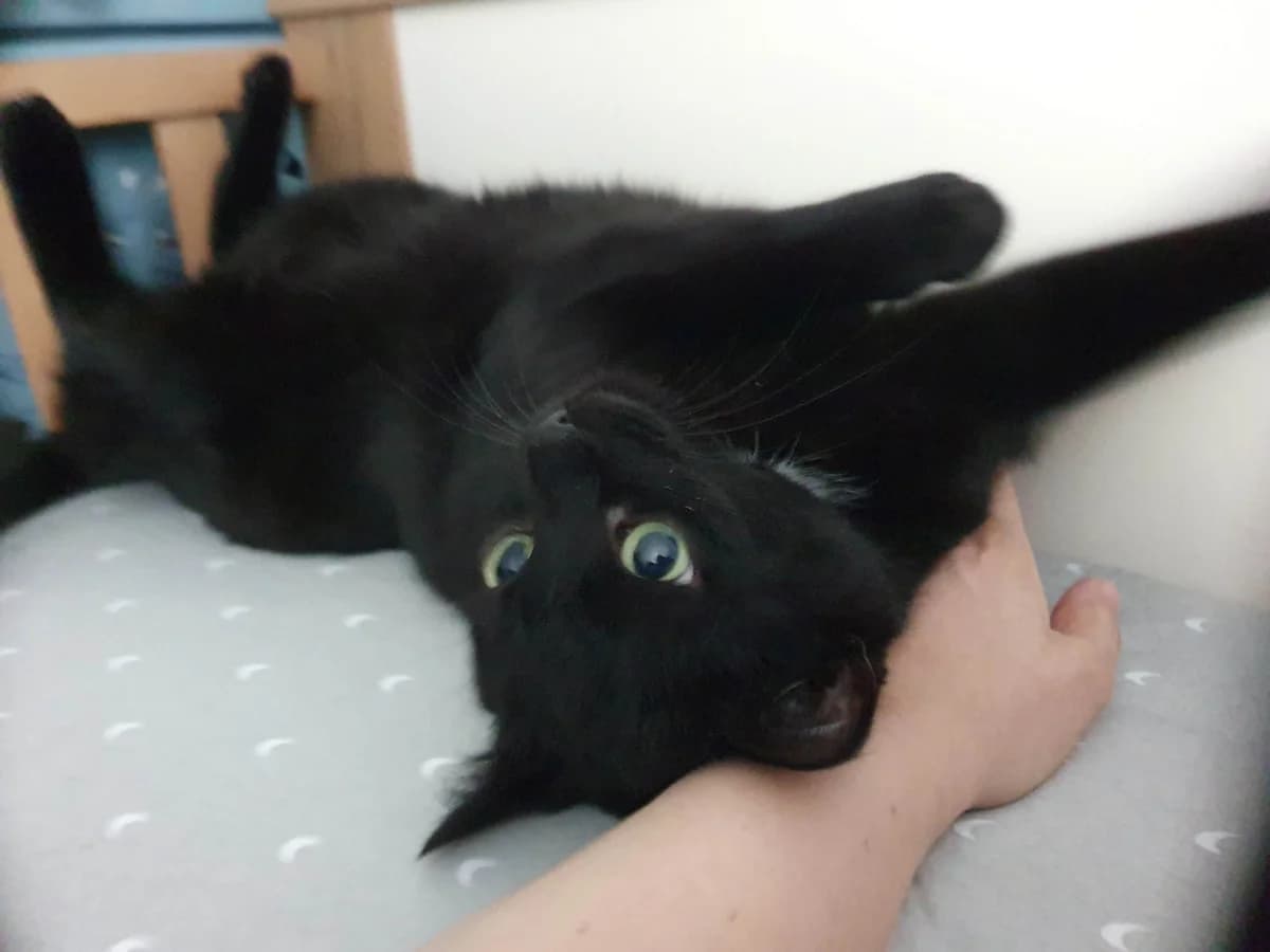 Vermittlungshilfe: Kater Oskar & Nero, male Mixed Breed for adoption at Tierheim Jena, Jena