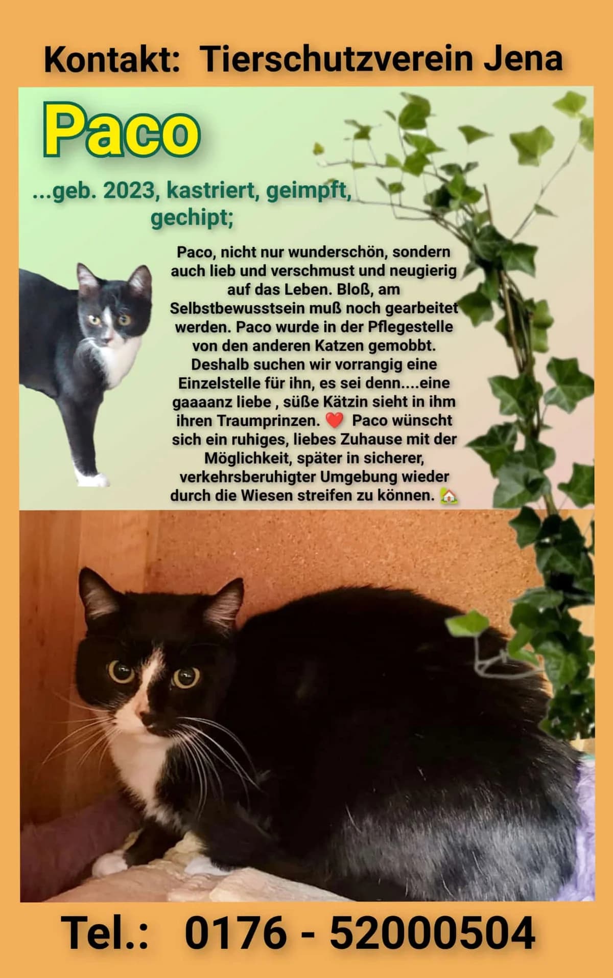 Vermittlungshilfe: Kater Paco, male Mixed Breed for adoption at Tierheim Jena, Jena