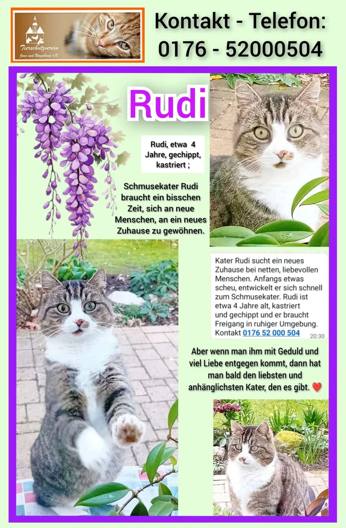 Vermittlungshilfe: Kater Rudi, male Mixed Breed for adoption at Tierheim Jena, Jena