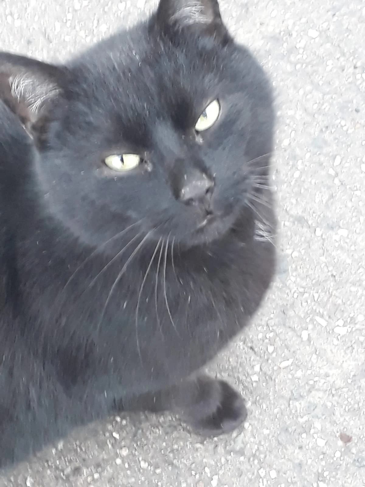 Vermittlungshilfe: Kater Winston, male Mixed Breed for adoption at Tierheim Jena, Jena