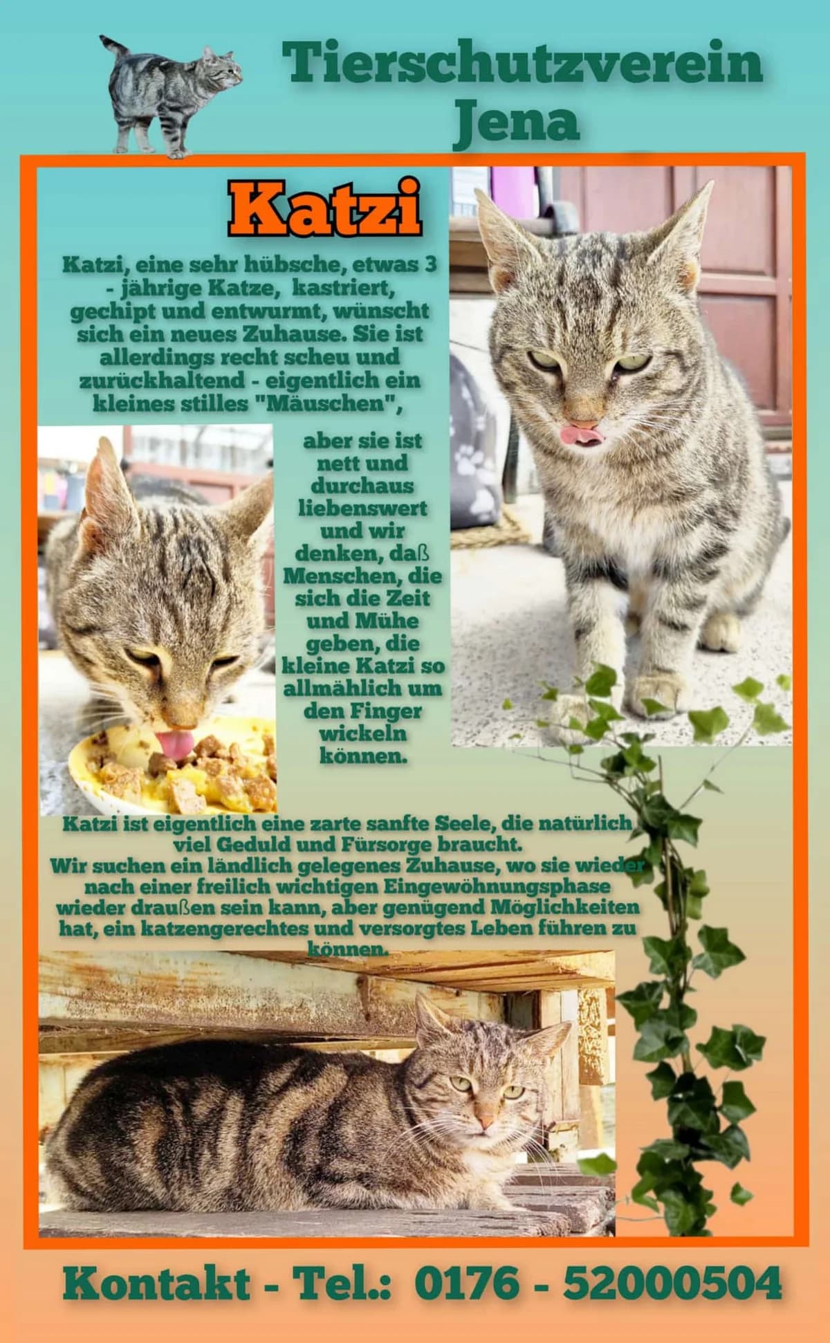 Vermittlungshilfe: Katze Katzi, male Mixed Breed for adoption at Tierheim Jena, Jena