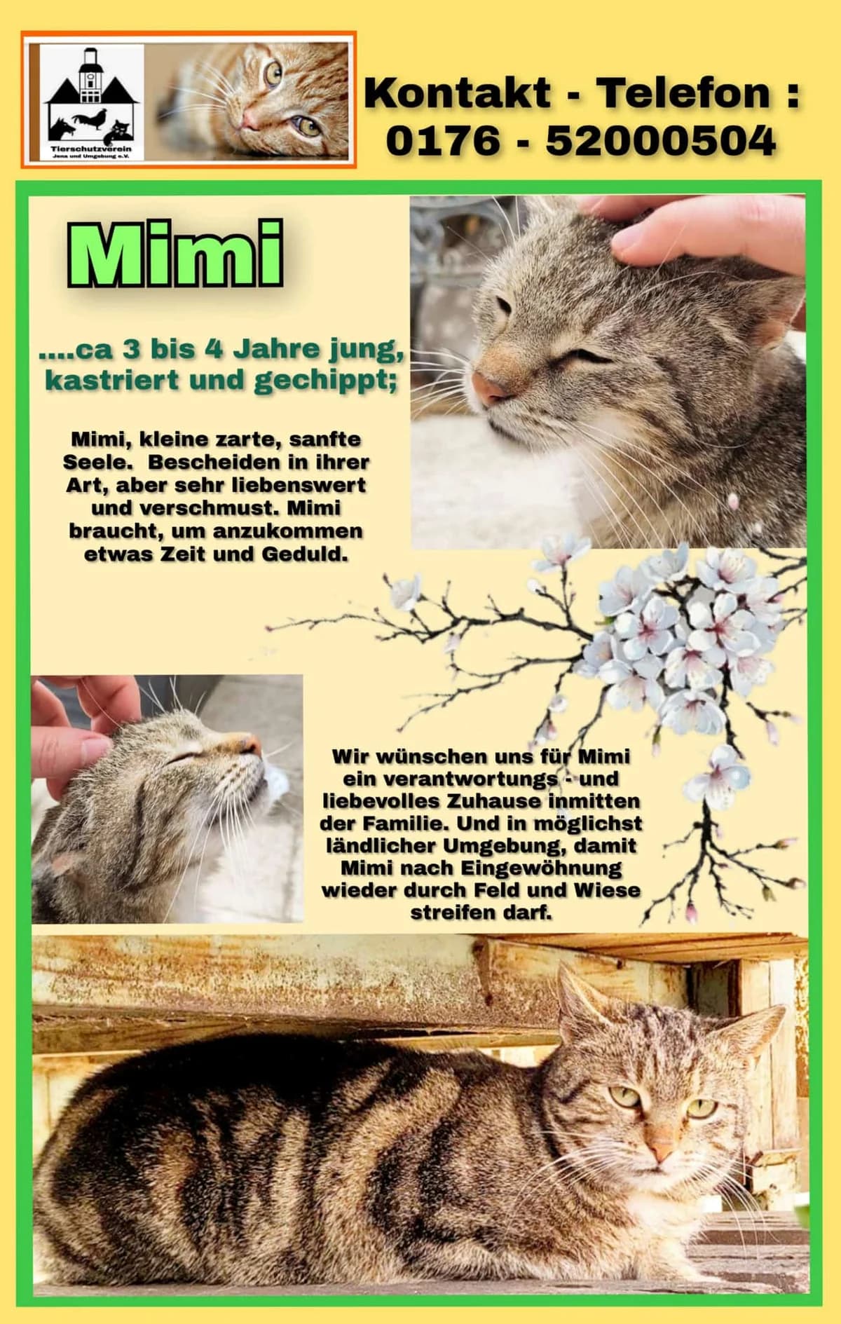 Vermittlungshilfe für Katze Mimi, male Mixed Breed for adoption at Tierheim Jena, Jena