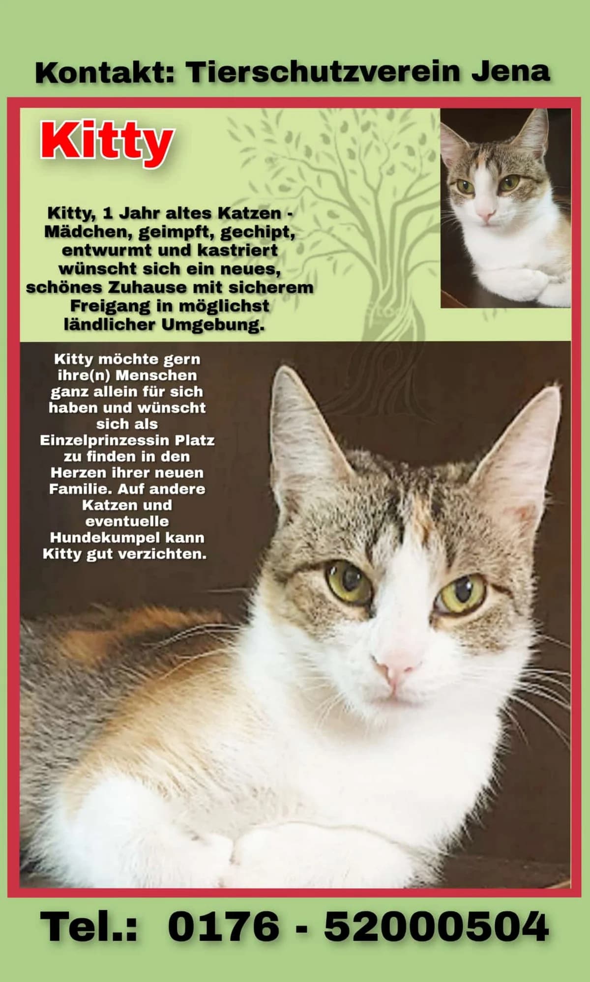 Vermittlungshilfe: Katze Kitty, male Mixed Breed for adoption at Tierheim Jena, Jena