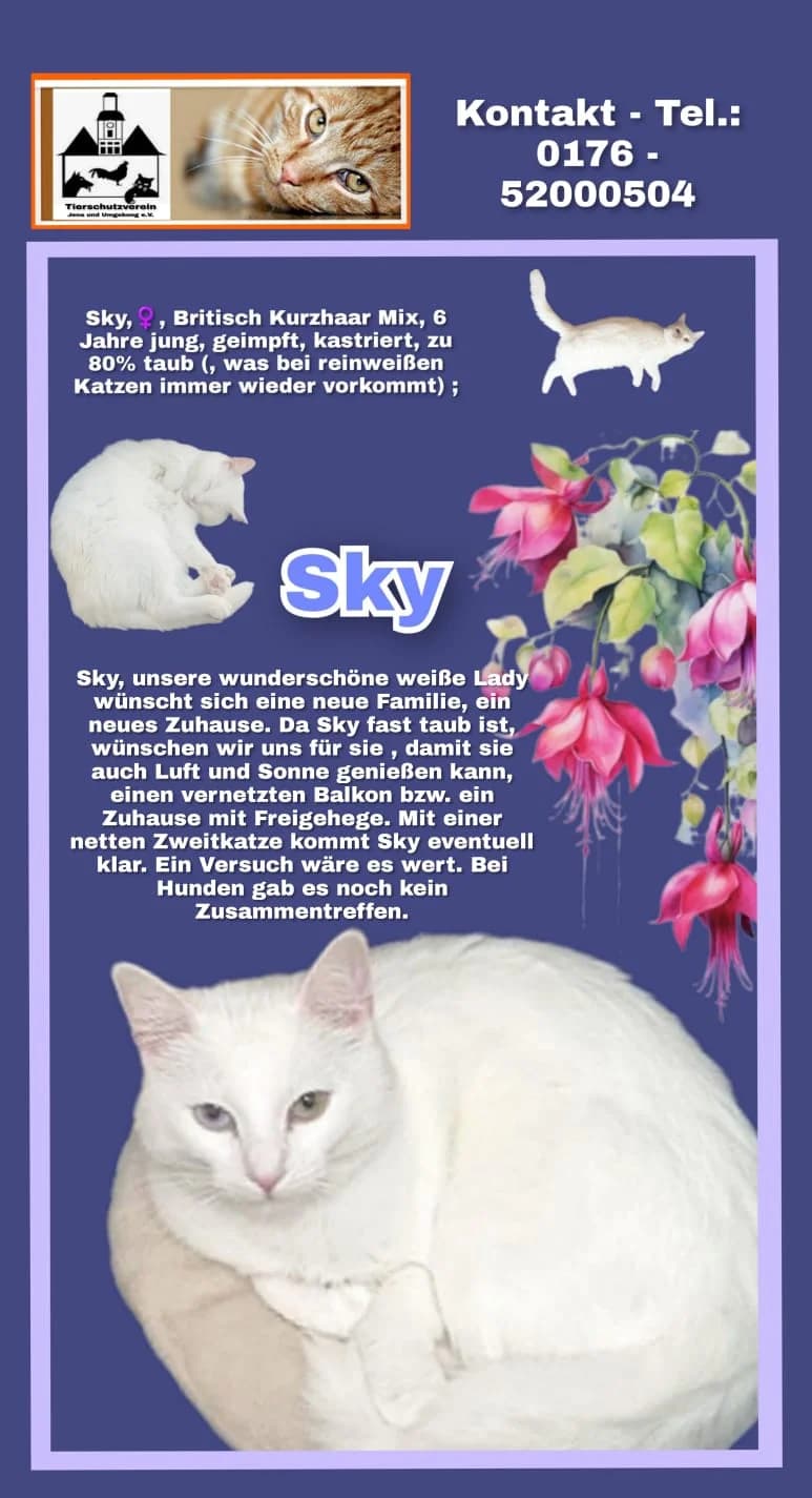 Vermittlungshilfe, female Mixed Breed for adoption at Tierheim Jena, Jena