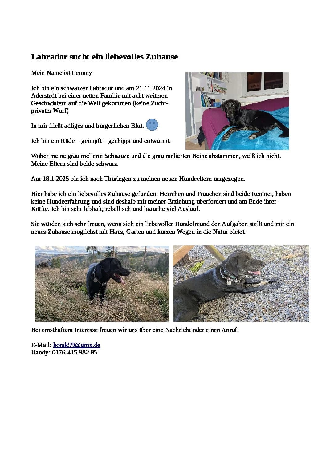 Vermittlungshilfe: Labrador Lemmy, male Mixed Breed for adoption at Tierheim Jena, Jena