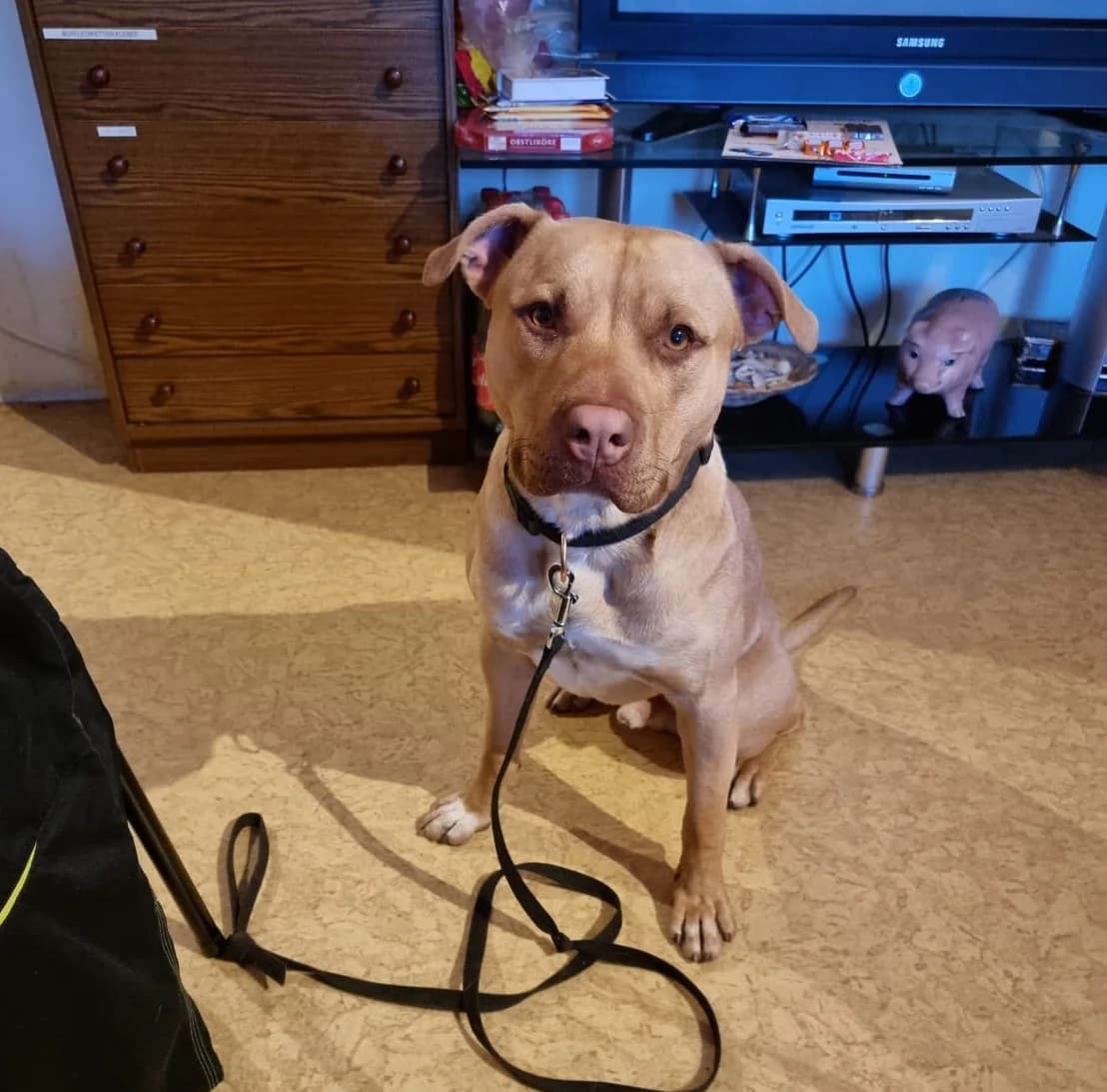 Vermittlungshilfe: Rüde Ace, male Mixed Breed for adoption at Tierheim Jena, Jena