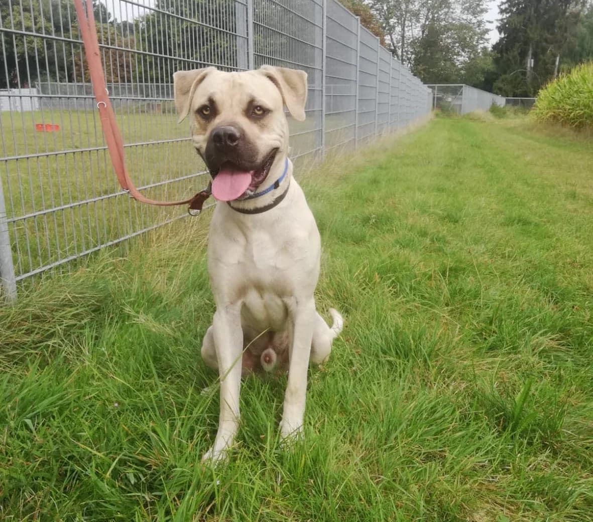 Vermittlungshilfe: Rüde Baki, male Mixed Breed for adoption at Tierheim Jena, Jena