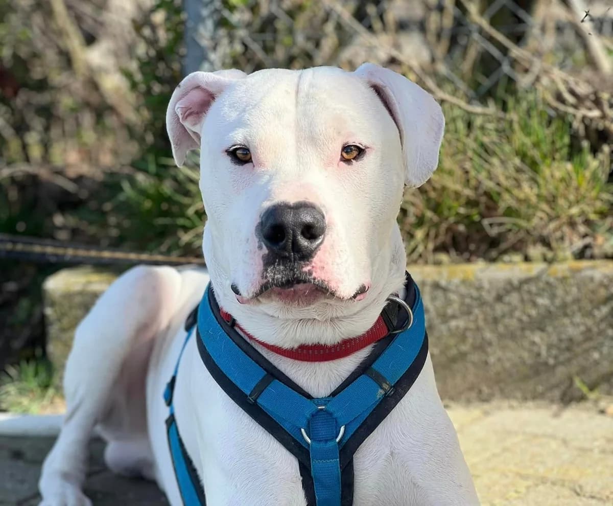 Vermittlungshilfe: Rüde Balu, male Mixed Breed for adoption at Tierheim Jena, Jena