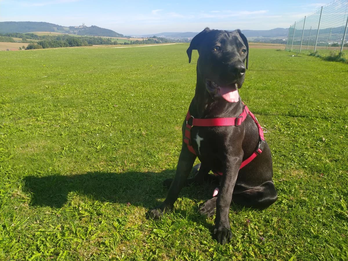Vermittlungshilfe: Rüde Bolos, male Mixed Breed for adoption at Tierheim Jena, Jena