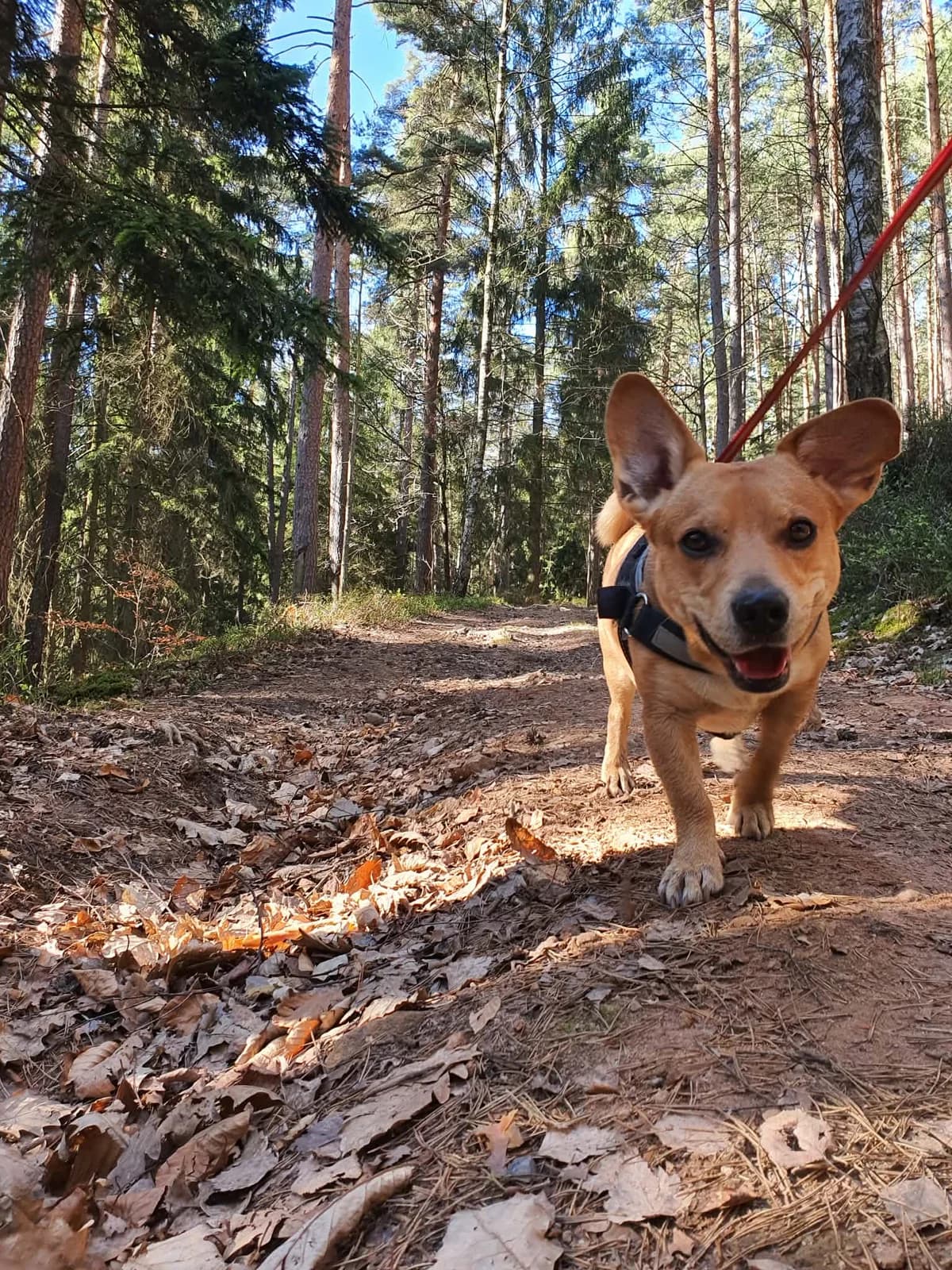 Vermittlungshilfe: Rüde Charly, male Mixed Breed for adoption at Tierheim Jena, Jena
