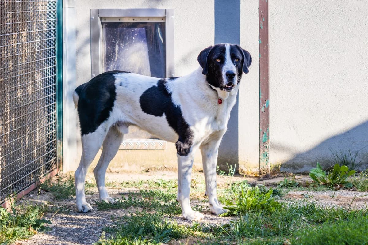 Vermittlungshilfe: Rüde Fiero (Tierheim Hattersheim), male Mixed Breed for adoption at Tierheim Jena, Jena