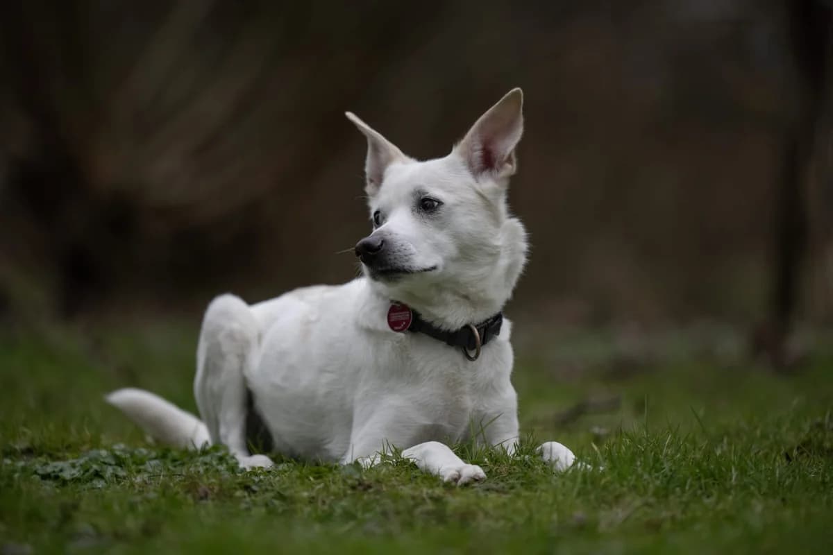 Vermittlungshilfe: Rüde Kalle, male Mixed Breed for adoption at Tierheim Jena, Jena