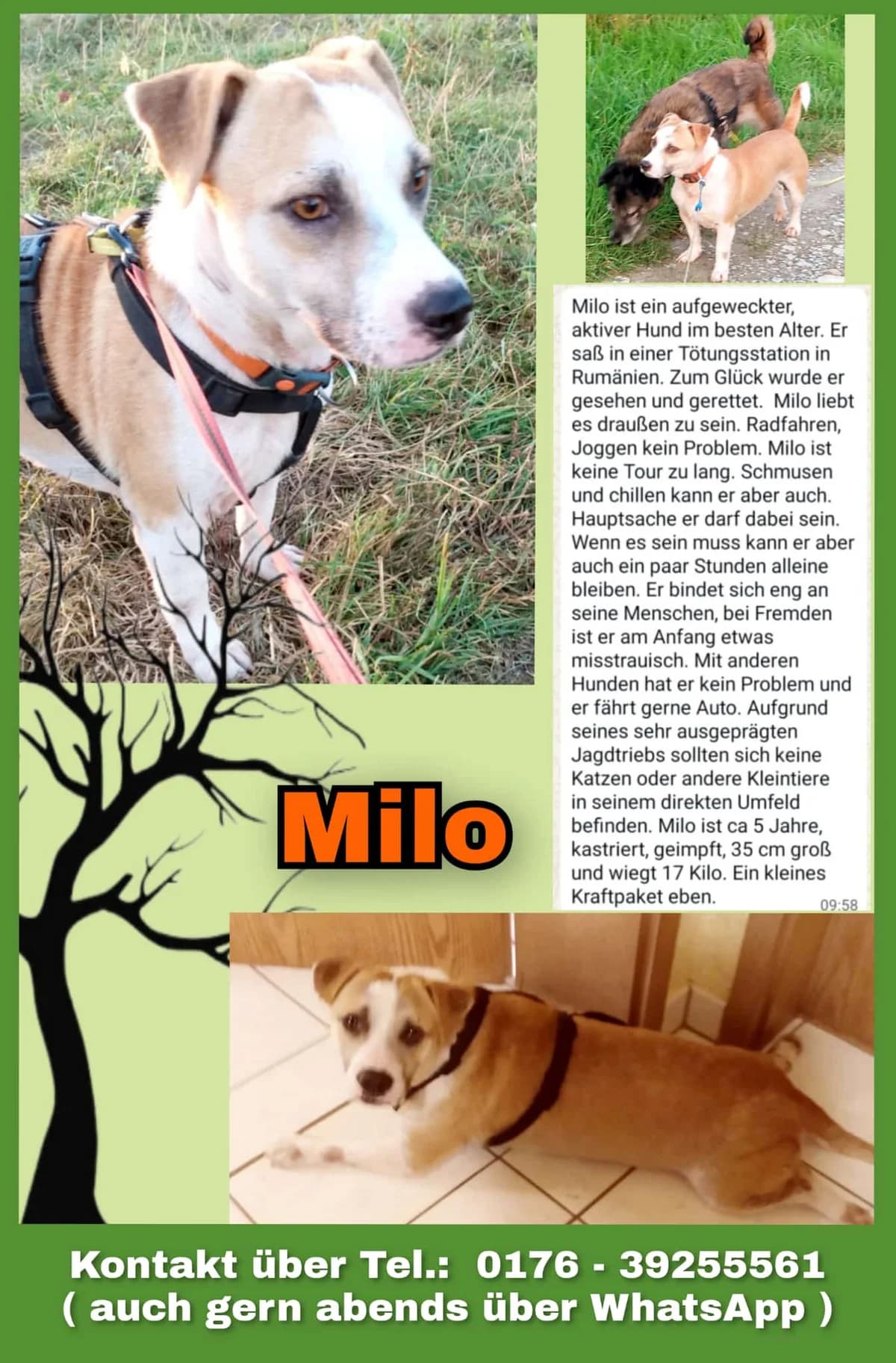 Vermittlungshilfe: Rüde Milo, male Mixed Breed for adoption at Tierheim Jena, Jena