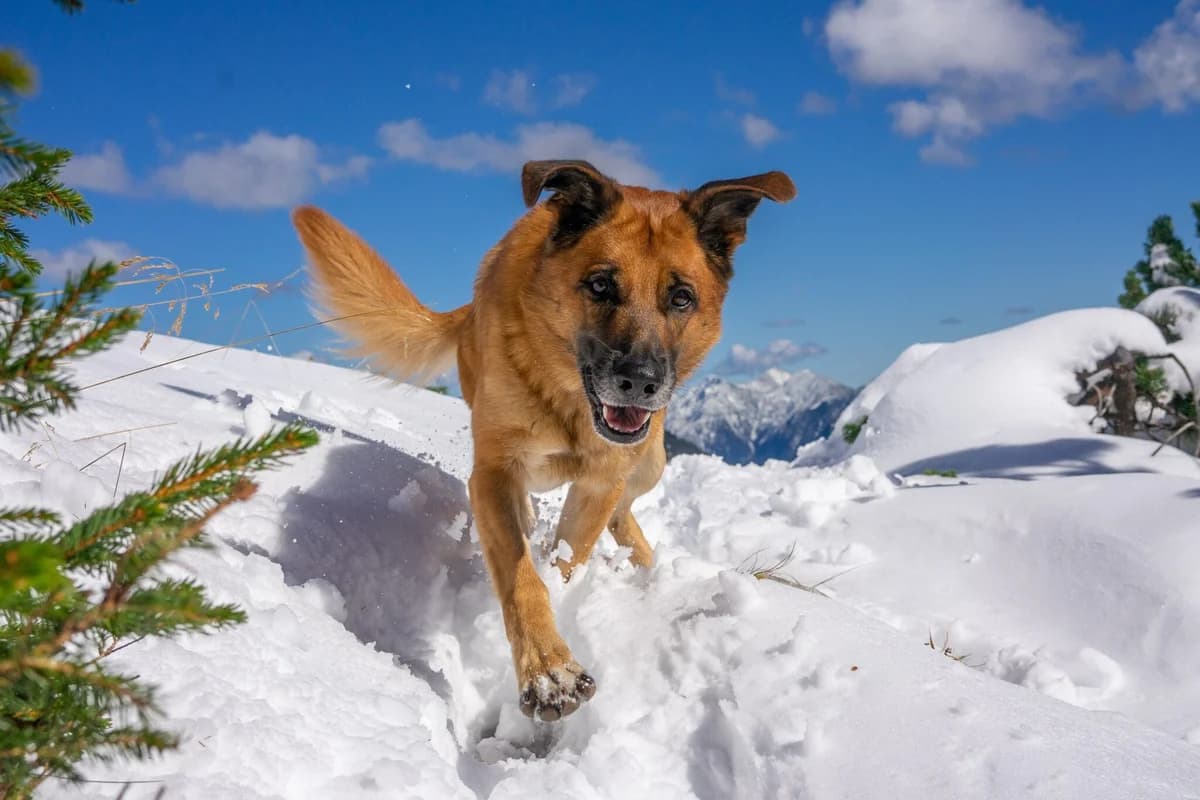 Vermittlungshilfe: Rüde Milou, male Mixed Breed for adoption at Tierheim Jena, Jena