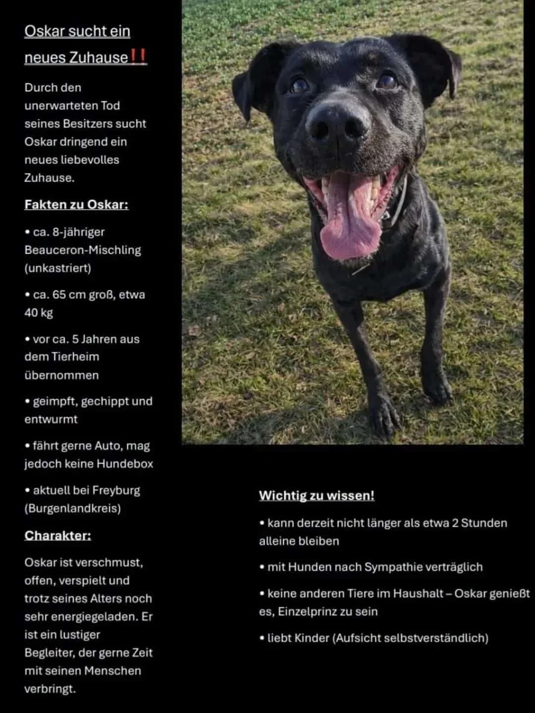 Vermittlungshilfe: Rüde Oskar DRINGEND, male Mixed Breed for adoption at Tierheim Jena, Jena