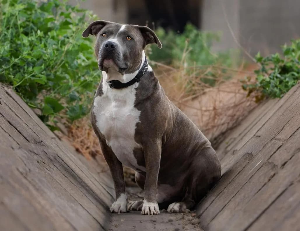 Vermittlungshilfe: Rüde Otto, male Mixed Breed for adoption at Tierheim Jena, Jena