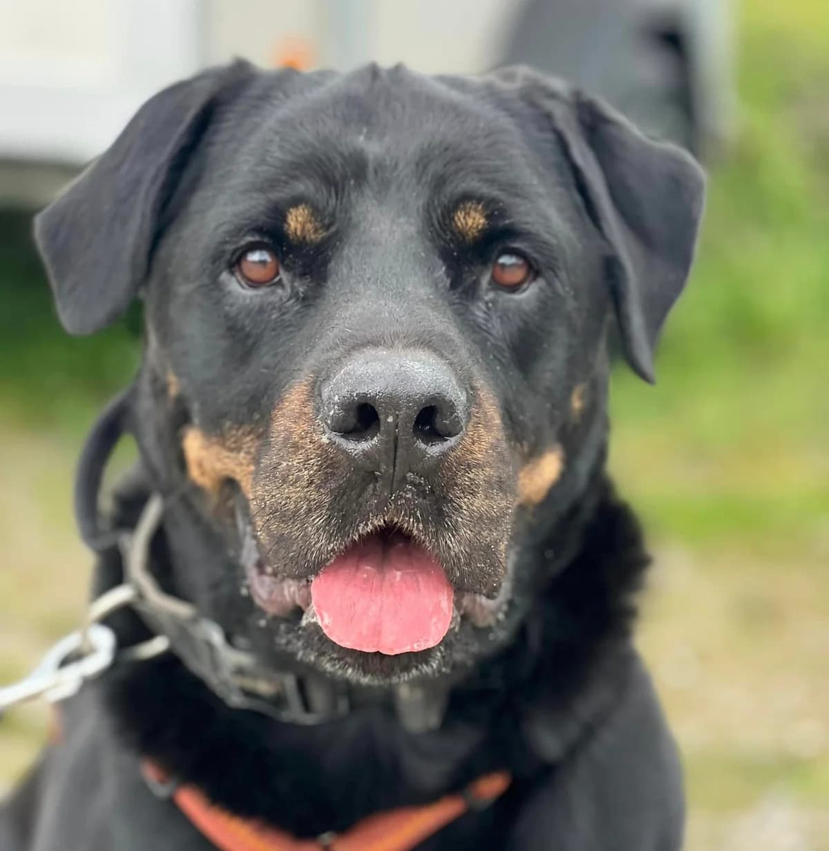 Vermittlungshilfe: Rüde Tapsi, male Mixed Breed for adoption at Tierheim Jena, Jena