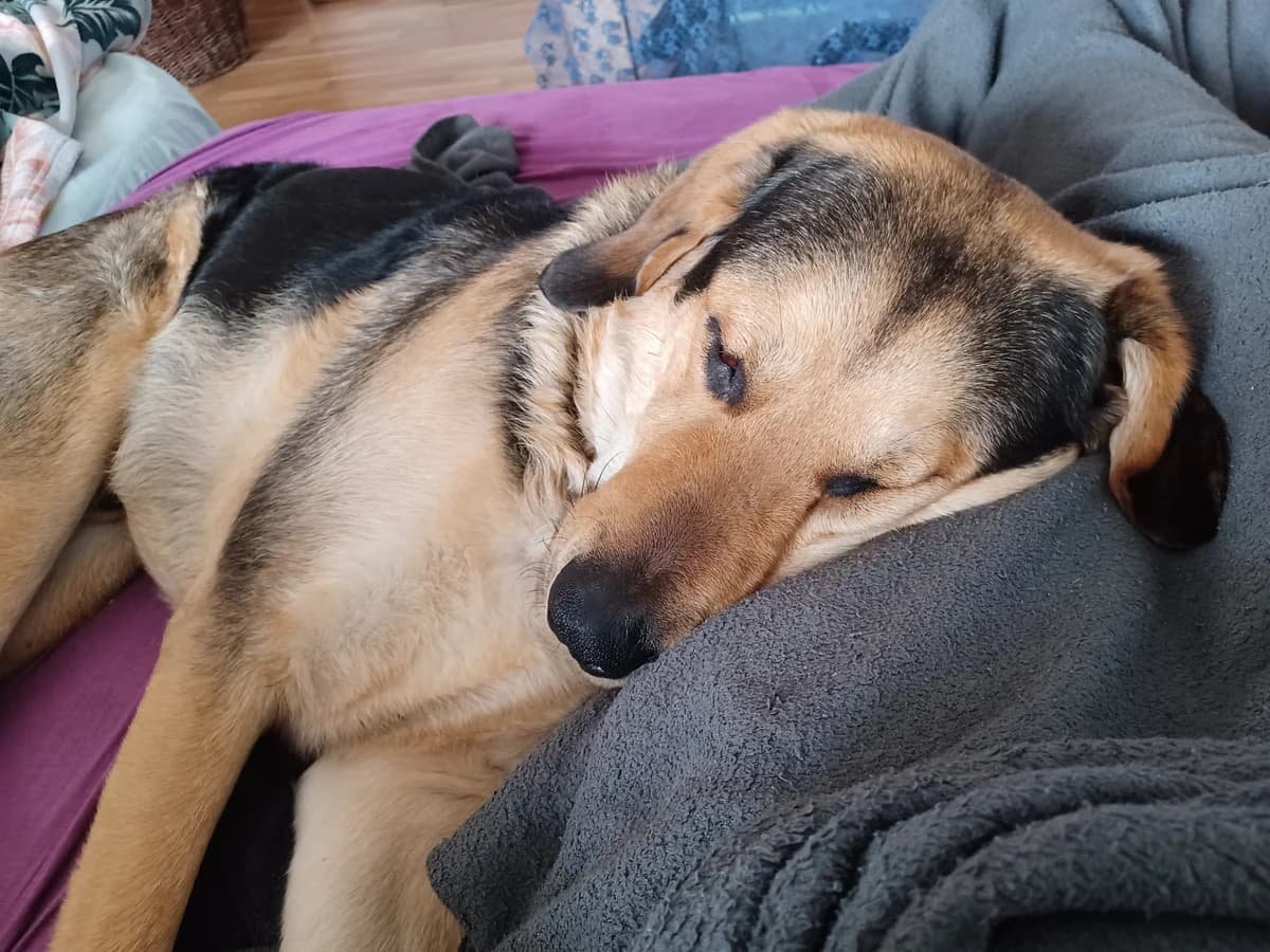 Vermittlungshilfe: Rüde Valentino, male Mixed Breed for adoption at Tierheim Jena, Jena