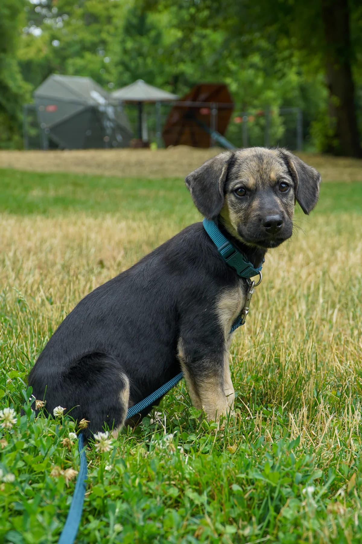Vermittlungshilfe, male Mixed Breed for adoption at Tierheim Jena, Jena
