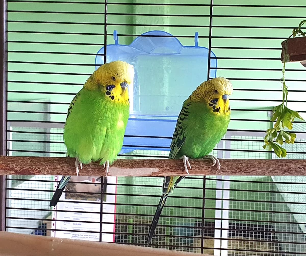 Wellensittiche “Milton & Wilson”, male Mixed Breed for adoption at Tierheim Jena, Jena