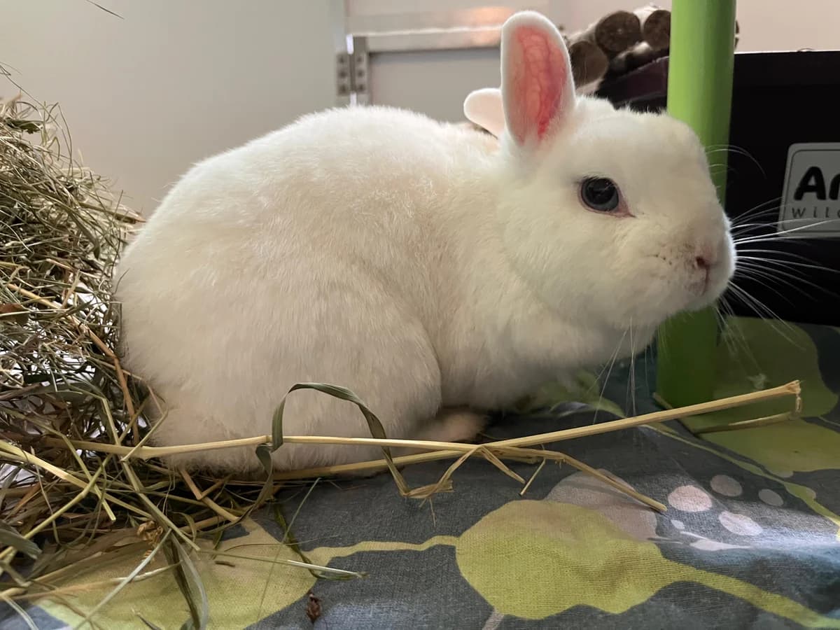 Zwergkaninchen “Lotti”, male Mixed Breed for adoption at Tierheim Jena, Jena