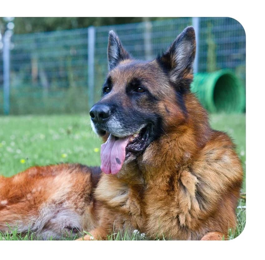 Thor, braun-schwarzIm Tierheim seit: April 2026 male 6yo German Shepherd for adoption at Tierheim Jübberde, Uplengen