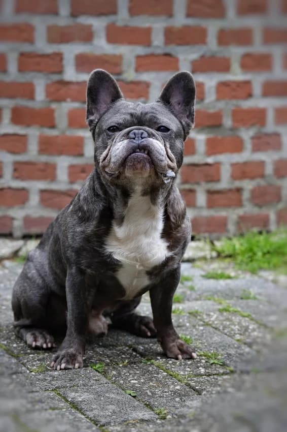 Flyn, grau gestromtIm Tierheim seit: Juni 2026 male 5yo English Bulldog for adoption at Tierheim Jübberde, Uplengen