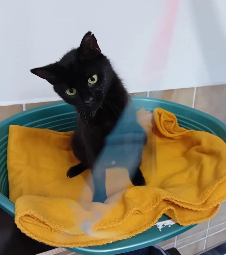 Frieda, schwarzIm Tierheim seit: Mai 2026 female 3yo mixed breed for adoption at Tierheim Jübberde, Uplengen
