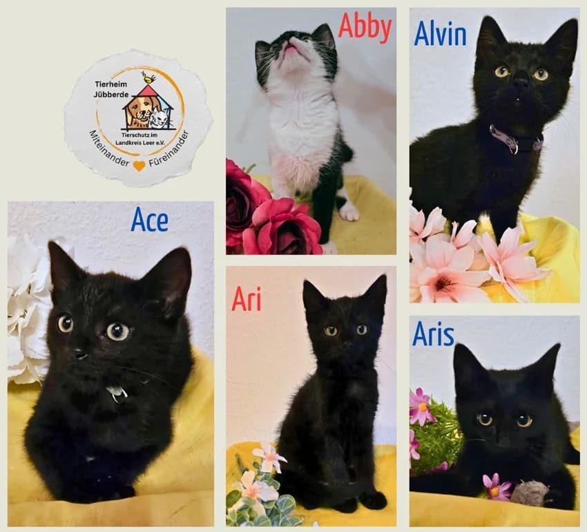 Das A-Team, schwarz-weißIn Pflegestelle seit: Juli 2026 puppy mixed breed for adoption at Tierheim Jübberde, Uplengen