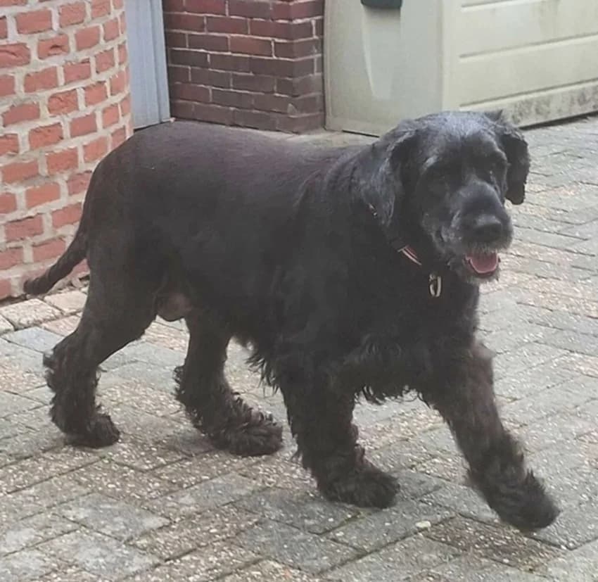Haily, schwarzIm Tierheim seit: August 2026 female senior Giant Schnauzer for adoption at Tierheim Jübberde, Uplengen
