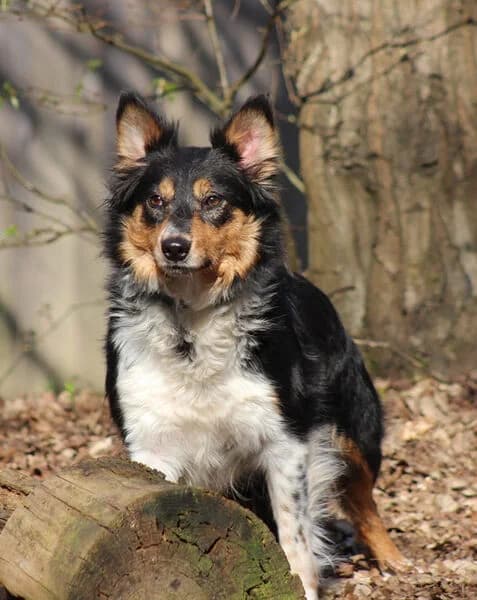 Abby, female Mixed Breed for adoption at Tierheim Kaiserslautern
