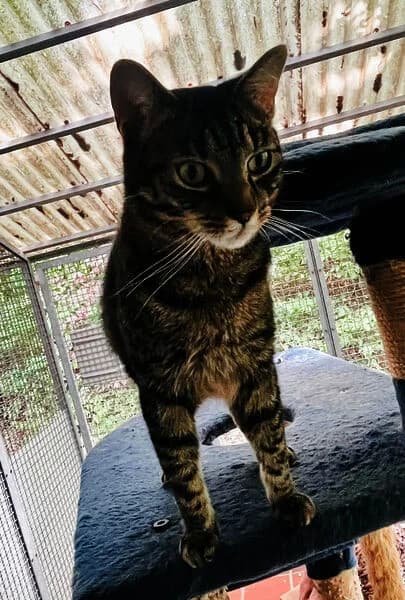 Adi, male 6yo European Shorthair for adoption at Tierheim Kaiserslautern