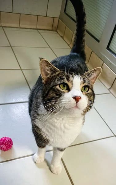 Andrich, male 7yo European Shorthair for adoption at Tierheim Kaiserslautern